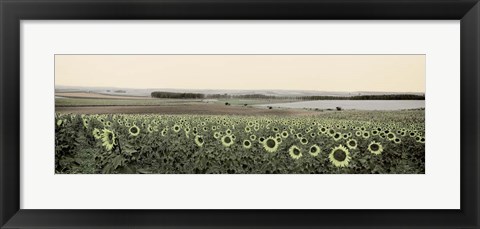 Framed Andalusian Sun Flowers Print