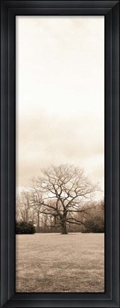 Framed Chestnut Tree Print