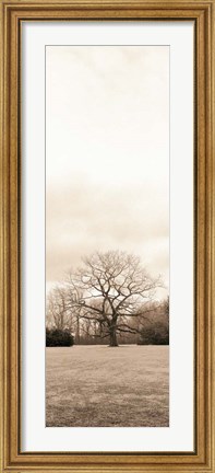 Framed Chestnut Tree Print