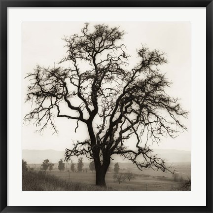 Framed Country Oak Tree Print