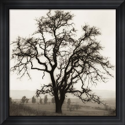 Framed Country Oak Tree Print
