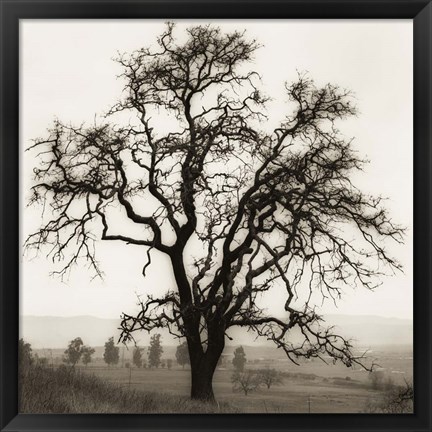 Framed Country Oak Tree Print