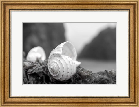 Framed Crescent Beach Shells 1 Print