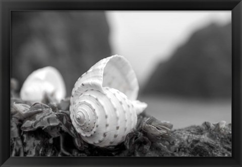 Framed Crescent Beach Shells 1 Print