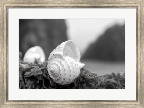 Framed Crescent Beach Shells 1 Print