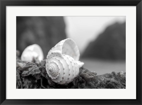 Framed Crescent Beach Shells 1 Print