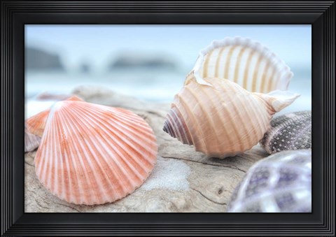 Framed Crescent Beach Shells 10 Print