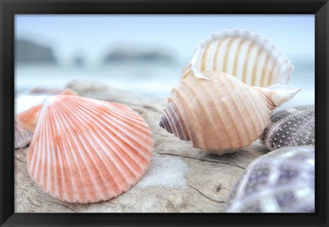 Framed Crescent Beach Shells 10 Print