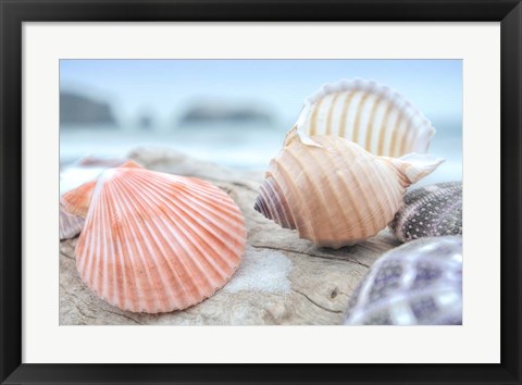 Framed Crescent Beach Shells 10 Print