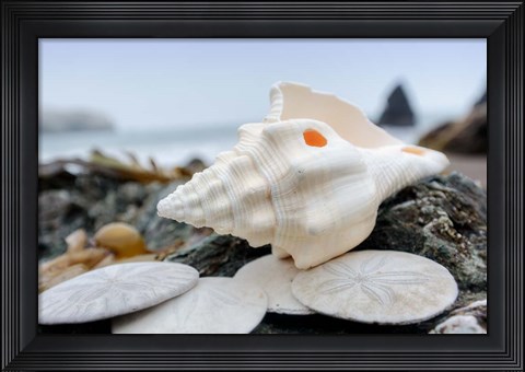 Framed Crescent Beach Shells 11 Print