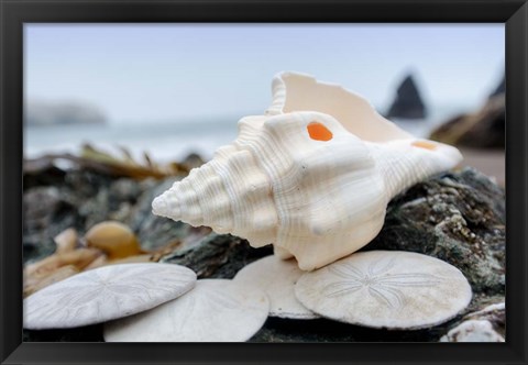 Framed Crescent Beach Shells 11 Print