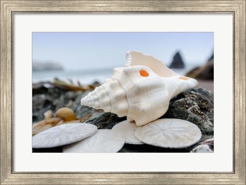 Framed Crescent Beach Shells 11 Print
