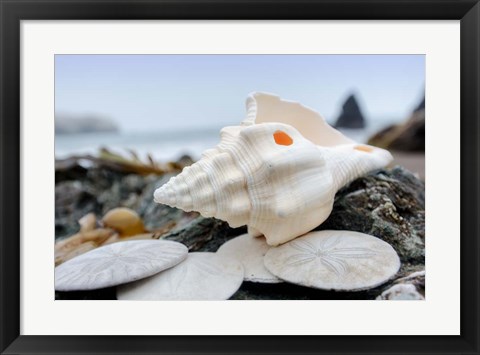 Framed Crescent Beach Shells 11 Print