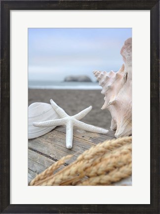 Framed Crescent Beach Shells 12 Print