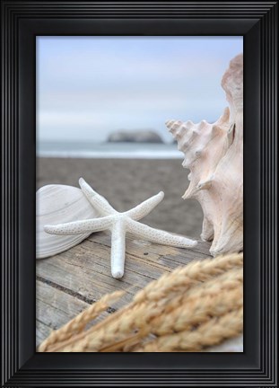 Framed Crescent Beach Shells 12 Print