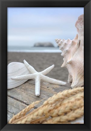 Framed Crescent Beach Shells 12 Print