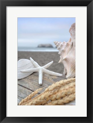 Framed Crescent Beach Shells 12 Print