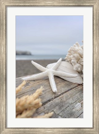 Framed Crescent Beach Shells 13 Print