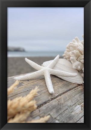 Framed Crescent Beach Shells 13 Print