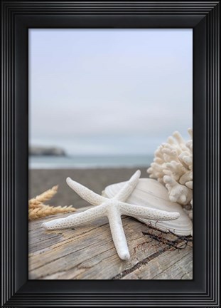 Framed Crescent Beach Shells 14 Print