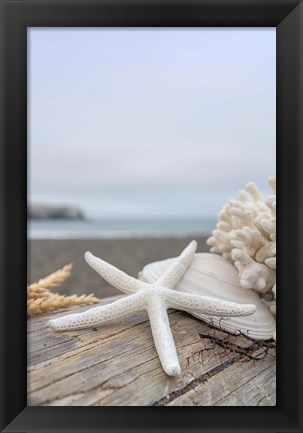 Framed Crescent Beach Shells 14 Print