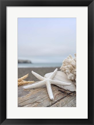 Framed Crescent Beach Shells 14 Print