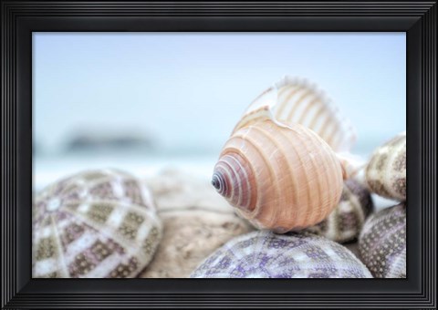 Framed Crescent Beach Shells 15 Print