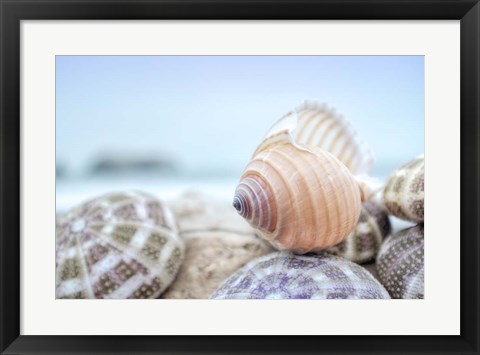 Framed Crescent Beach Shells 15 Print