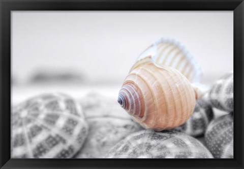 Framed Crescent Beach Shells 15 Print