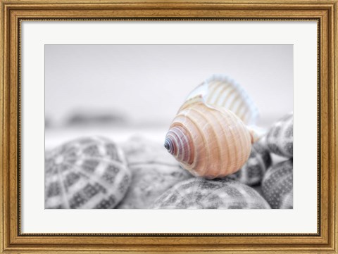 Framed Crescent Beach Shells 15 Print