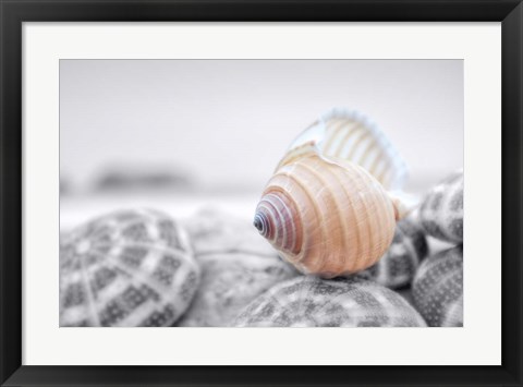 Framed Crescent Beach Shells 15 Print