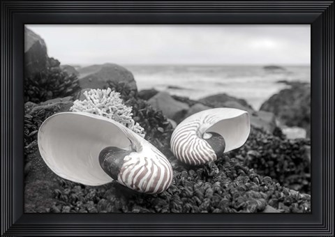 Framed Crescent Beach Shells 2 Print