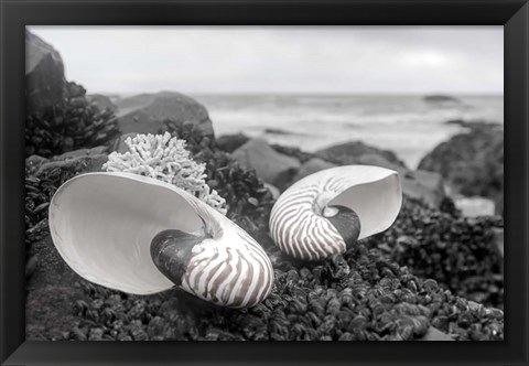 Framed Crescent Beach Shells 2 Print