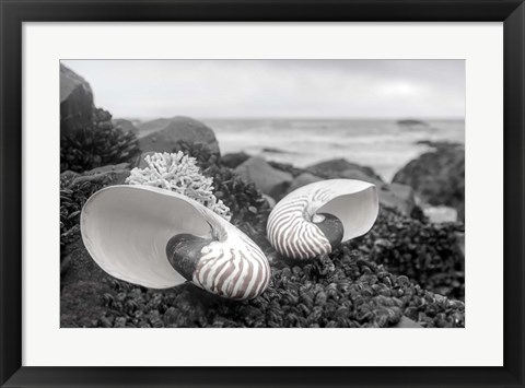 Framed Crescent Beach Shells 2 Print