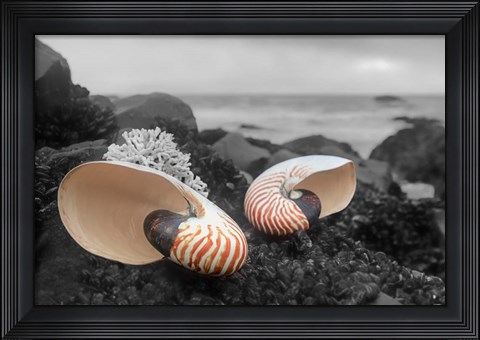 Framed Crescent Beach Shells 2 Print