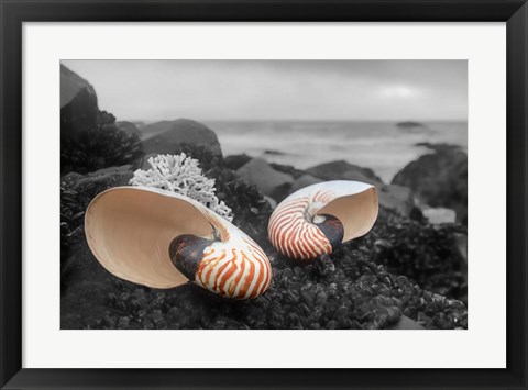 Framed Crescent Beach Shells 2 Print