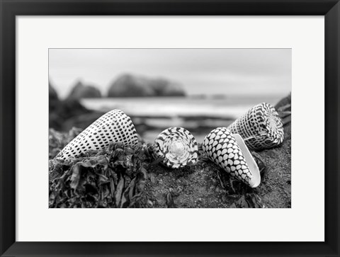 Framed Crescent Beach Shells 3 Print