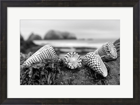 Framed Crescent Beach Shells 3 Print