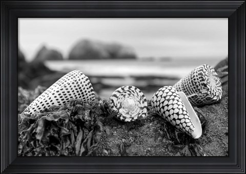 Framed Crescent Beach Shells 3 Print
