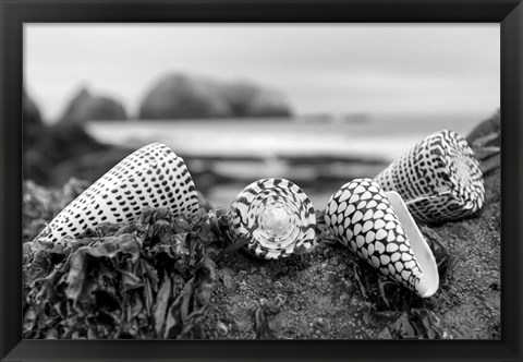 Framed Crescent Beach Shells 3 Print