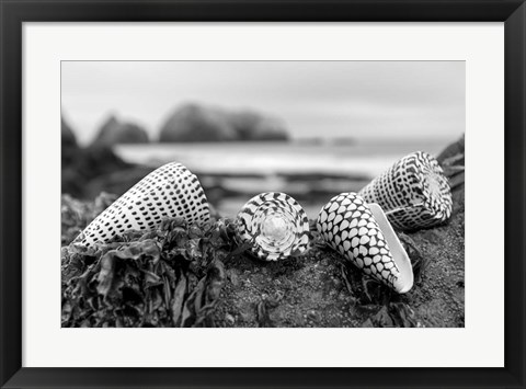 Framed Crescent Beach Shells 3 Print