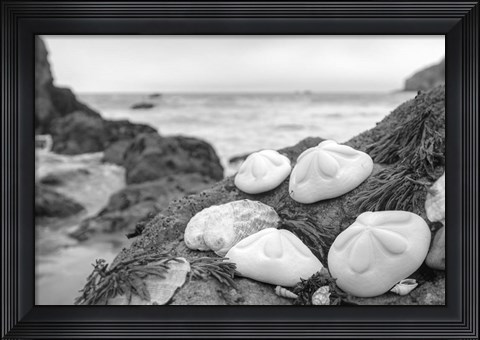 Framed Crescent Beach Shells 4 Print