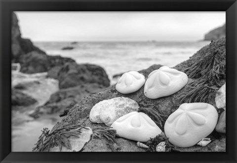 Framed Crescent Beach Shells 4 Print