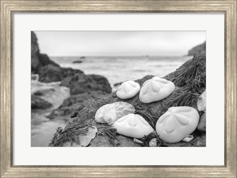 Framed Crescent Beach Shells 4 Print