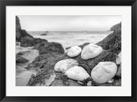 Framed Crescent Beach Shells 4 Print