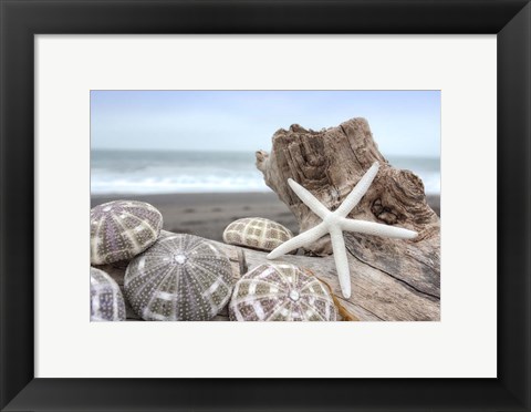 Framed Crescent Beach Shells 5 Print