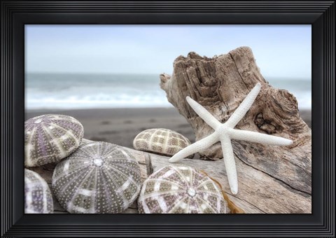 Framed Crescent Beach Shells 5 Print
