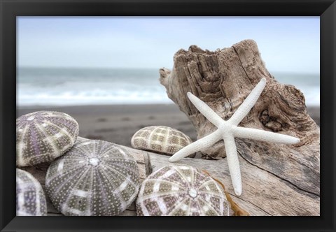 Framed Crescent Beach Shells 5 Print