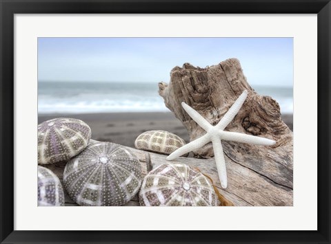 Framed Crescent Beach Shells 5 Print