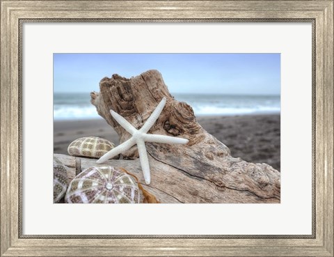 Framed Crescent Beach Shells 6 Print